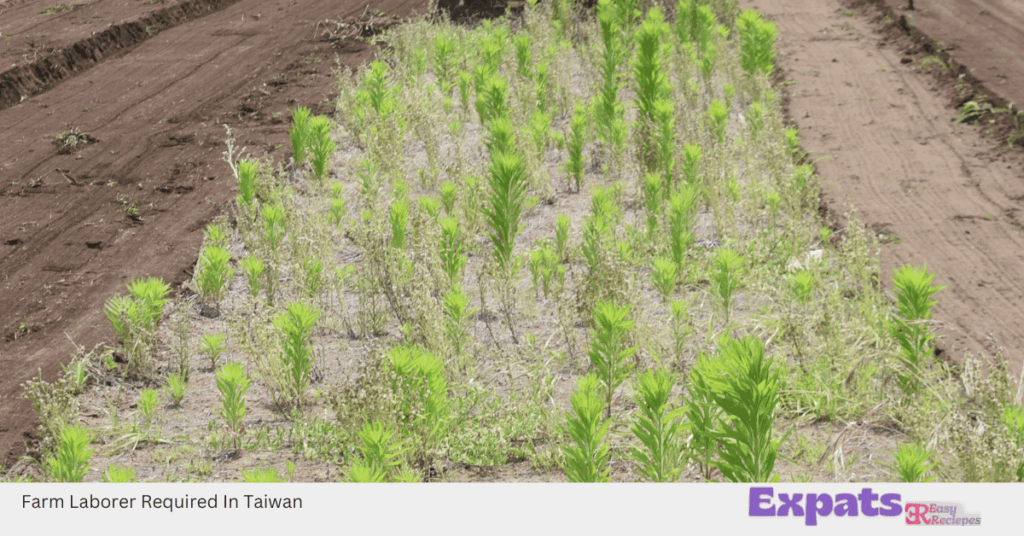Farm Laborer Required In Taiwan