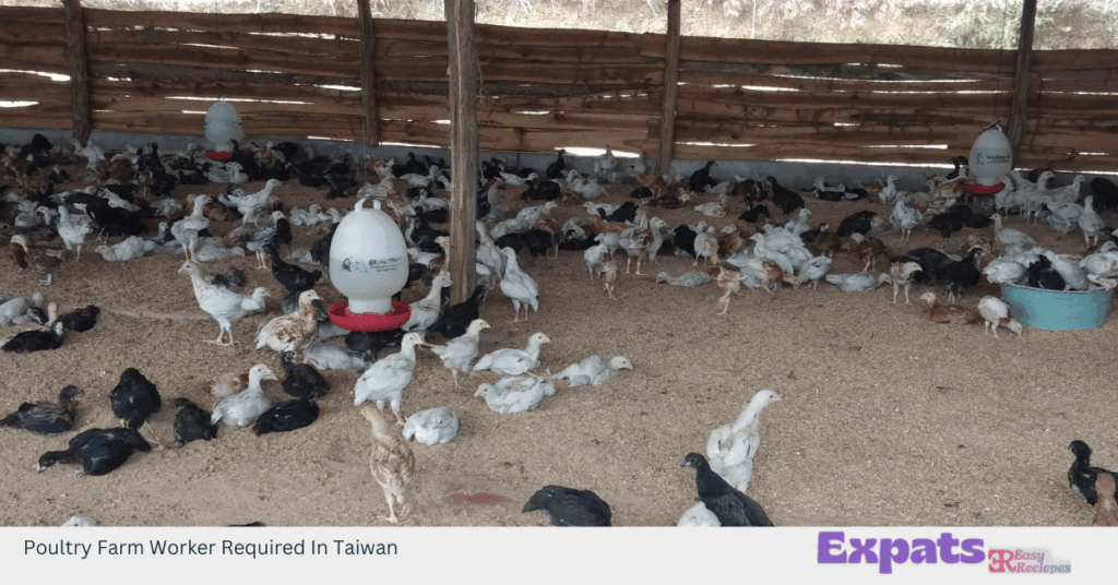 Poultry Farm Worker Required In Taiwan