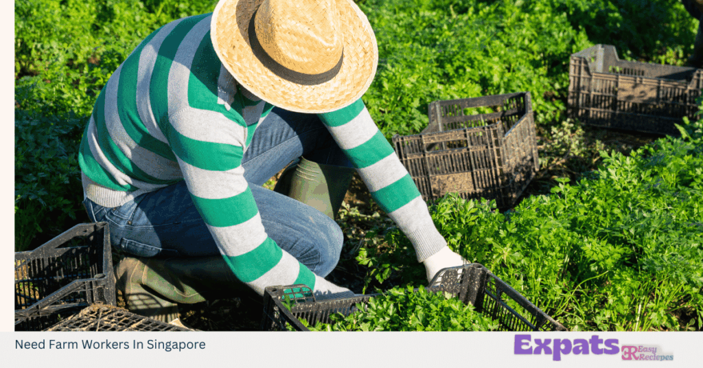 Need Farm Workers In Singapore